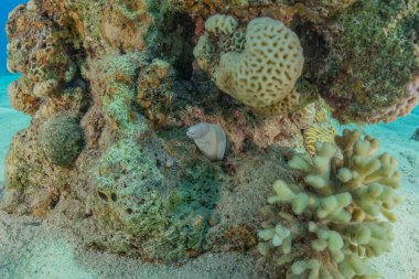 Kızıldeniz 'deki mercan resifi ve su bitkileri, Eilat Israel