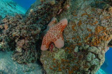 Kızıldeniz 'in deniz tabanındaki denizyıldızı, Eilat Israel