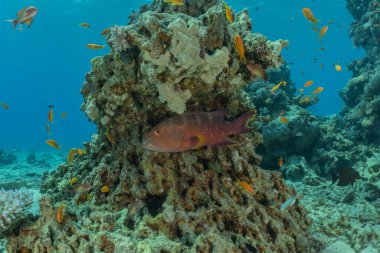 Kızıl Deniz 'de balıklar yüzer, renkli balıklar, Eilat İsrail