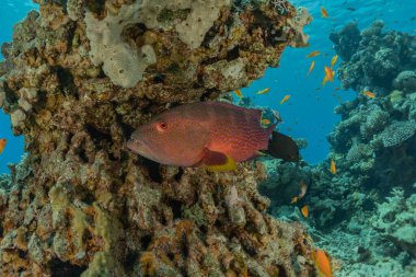 Kızıl Deniz 'de balıklar yüzer, renkli balıklar, Eilat İsrail