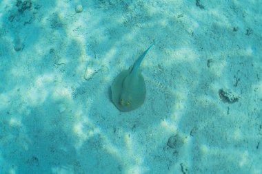 Mavi benekli vatoz Kızıldeniz 'in deniz tabanında