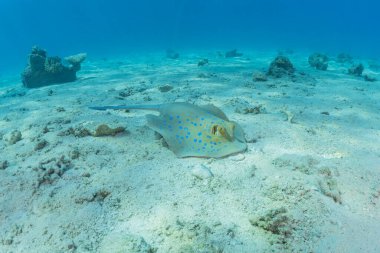 Mavi benekli vatoz Kızıldeniz 'in deniz tabanında