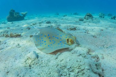 Mavi benekli vatoz Kızıldeniz 'in deniz tabanında