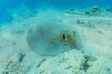 Mavi benekli vatoz Kızıldeniz 'in deniz tabanında