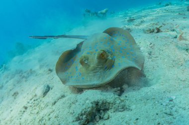 Mavi benekli vatoz Kızıldeniz 'in deniz tabanında