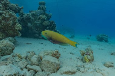 Kızıl Deniz 'de balıklar yüzer, renkli balıklar, Eilat İsrail