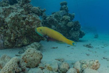 Kızıl Deniz 'de balıklar yüzer, renkli balıklar, Eilat İsrail