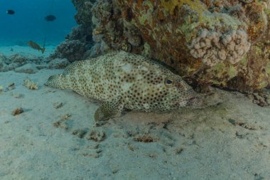 Kızıl Deniz 'de balıklar yüzer, renkli balıklar, Eilat İsrail