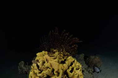 Kızıldeniz 'deki mercan resifi ve su bitkileri, Eilat Israel