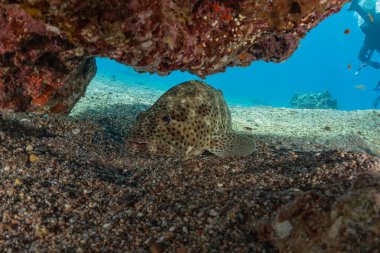 Kızıldeniz 'deki mercan resifi ve su bitkileri, Eilat Israel