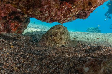 Kızıldeniz 'deki mercan resifi ve su bitkileri, Eilat Israel