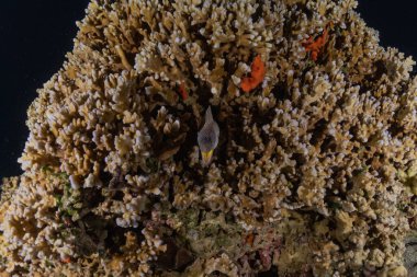 Kızıldeniz 'deki mercan resifi ve su bitkileri, Eilat Israel