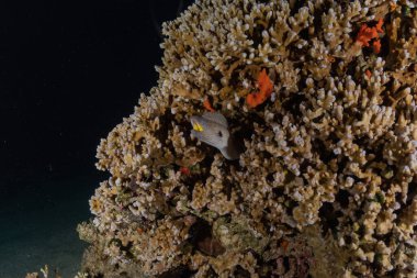 Kızıldeniz 'deki mercan resifi ve su bitkileri, Eilat Israel