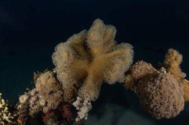 Kızıldeniz 'deki mercan resifi ve su bitkileri, Eilat Israel