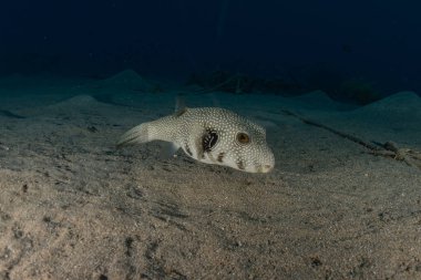 Kızıl Deniz 'de balıklar yüzer, renkli balıklar, Eilat İsrail