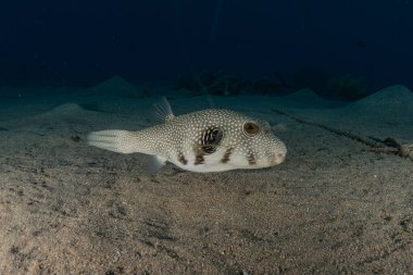 Kızıl Deniz 'de balıklar yüzer, renkli balıklar, Eilat İsrail