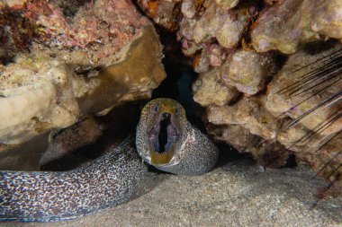 Moray eel Mooray lycodontis Kızıldenizde dalgalanma, Eilat Israel