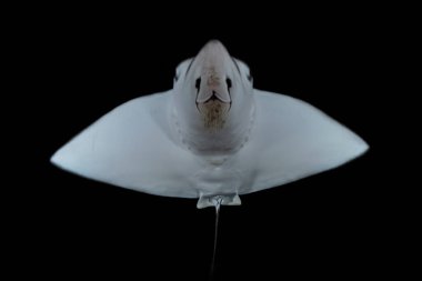 Kızıl Deniz 'de balıklar yüzer, renkli balıklar, Eilat İsrail