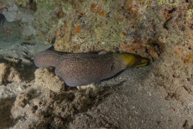 Moray eel Mooray lycodontis Kızıldenizde dalgalanma, Eilat Israel