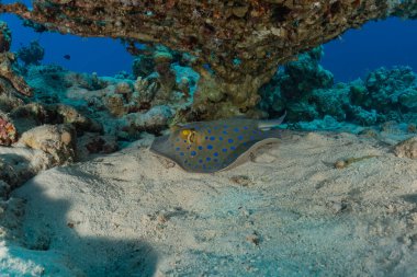 Mavi benekli vatoz Kızıldeniz 'in deniz tabanında