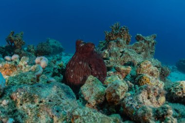 Kızıl Deniz 'deki kamuflajın kralı, Eilat Israel. 