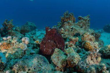 Kızıl Deniz 'deki kamuflajın kralı, Eilat Israel. 