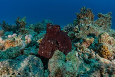 Kızıl Deniz 'deki kamuflajın kralı, Eilat Israel. 