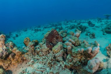 Kızıl Deniz 'deki kamuflajın kralı, Eilat Israel. 