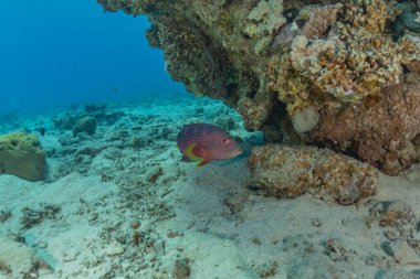 Kızıl Deniz 'de balıklar yüzer, renkli balıklar, Eilat İsrail