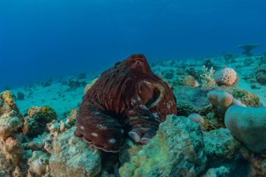 Kızıl Deniz 'deki kamuflajın kralı, Eilat Israel. 