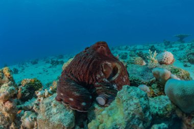 Kızıl Deniz 'deki kamuflajın kralı, Eilat Israel. 