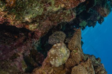 Kızıldeniz 'deki mercan resifi ve su bitkileri, Eilat Israel