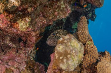 Kızıldeniz 'deki mercan resifi ve su bitkileri, Eilat Israel