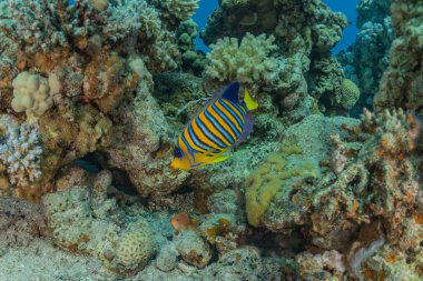 Kızıl Deniz 'de balıklar yüzer, renkli balıklar, Eilat İsrail