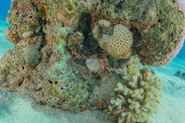 Kızıldeniz 'deki mercan resifi ve su bitkileri, Eilat Israel