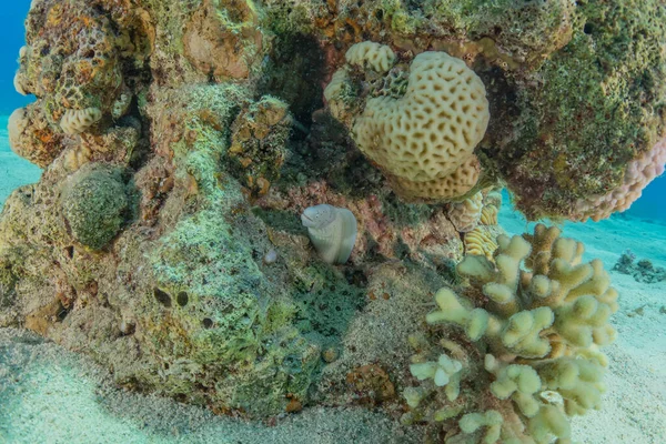 Kızıldeniz 'deki mercan resifi ve su bitkileri, Eilat Israel