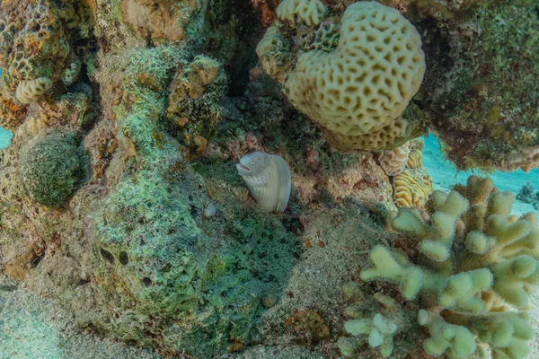 Arrecife Coral Plantas Agua Mar Rojo Eilat Israel — Foto de Stock