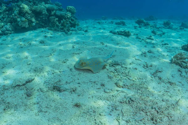 Blue Spotted Stingray Seabed Red Sea —  Fotos de Stock