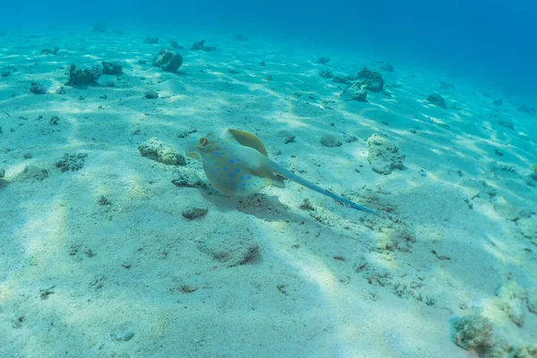 Синепятнистый Скат Морском Дне Красном Море — стоковое фото