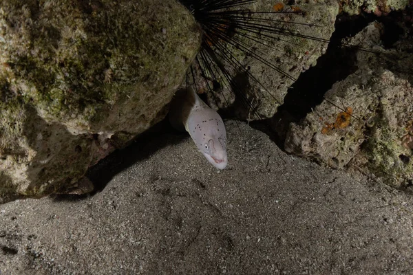 Moray Eel Mooray Lycodontis Undulatus Mar Rojo Eilat Israel — Foto de Stock