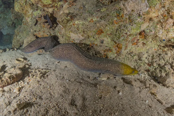 Moray Eel Mooray Lycodontis Undulatus Morzu Czerwonym Eilat Izrael — Zdjęcie stockowe