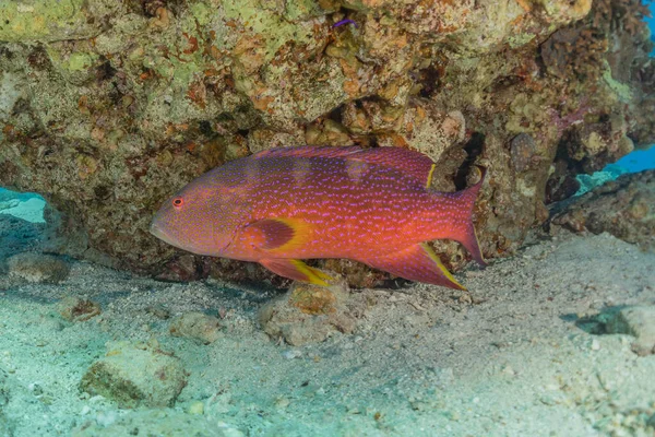 Kızıl Deniz Balıklar Yüzer Renkli Balıklar Eilat Srail — Stok fotoğraf