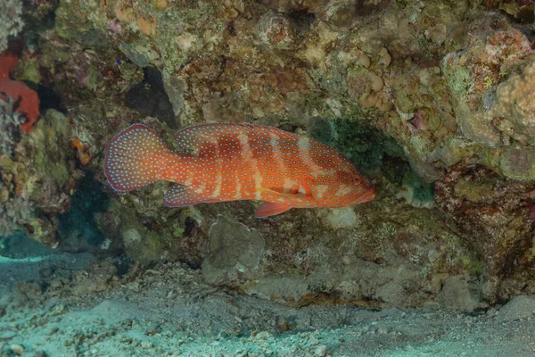 紅海で泳ぐ魚 カラフルな魚 エイラートイスラエル — ストック写真