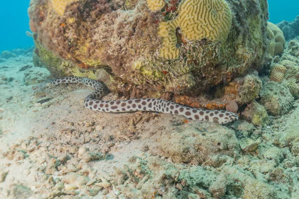 红海中的虎蛇鳗鱼色彩艳丽 以色列鳗鱼 — 图库照片