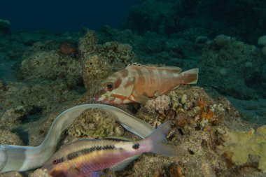 Kızıl Deniz 'de balıklar yüzer, renkli balıklar, Eilat İsrail