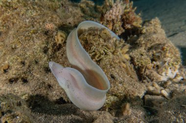 Moray eel Mooray lycodontis Kızıldenizde dalgalanma, Eilat Israel