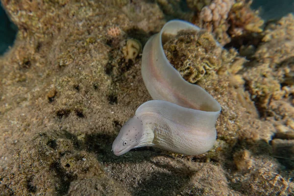 Moray eel Mooray lycodontis Kızıldenizde dalgalanma, Eilat Israel