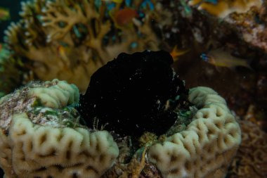 Kızıldeniz 'deki mercan resifi ve su bitkileri, Eilat Israel