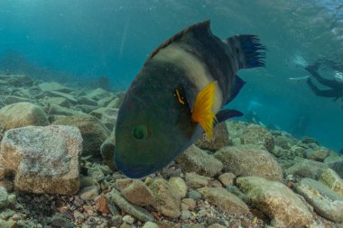Kızıl Deniz 'de balıklar yüzer, renkli balıklar, Eilat İsrail