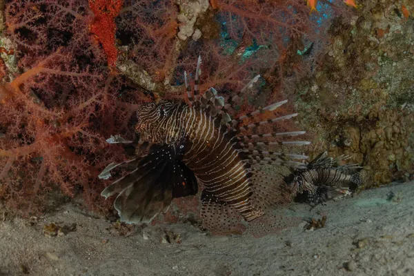 Lion Fish Red Sea Colorful Fish Eilat Israel — Stock Photo, Image